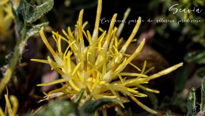 Seavia - flor